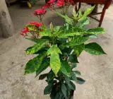 Jatropha Flowering Plant | Bright Red Blooms | Hardy Ornamental Garden Shrub