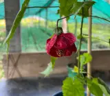 Red Lantern Hibiscus Plant | Deep Crimson Chinese Lantern Flower | Abutilon Ornamental Shrub