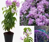 Garlic Vine Plant | Purple Flowering Climber | Mansoa Alliacea | Beautiful Outdoor Vine