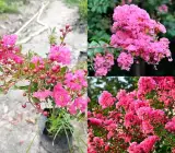 Furush Flower Plant Pink | Lagerstroemia Indica | Heavy Blooming Ornamental Shrub