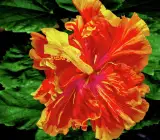 Hibiscus Ruffled Fire Glow | Red–Yellow Bicolor Hibiscus Plant | Heavy Blooming Tropical Flower