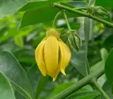 Hari Champa Plant | Golden Yellow Fragrant Flowers | Premium Garden Plant