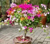 Multi Colour Bougainvillea (5/6 Color Grafted) | Premium Bonsai Flowering Plant