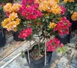 Multi Colour Bougainvillea (5/6 Color Grafted) | Premium Bonsai Flowering Plant