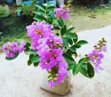 Purple Furush Flowering Plant | Lagerstroemia Speciosa | Queen’s Crape Myrtle