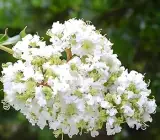 White Furush Flower Plant | Snow-White Crape Myrtle | Outdoor Flowering Shrub