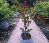 Furush Flower Plant Red | Crimson Red Crape Myrtle | Outdoor Flowering Shrub