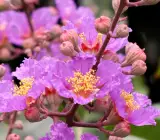 Purple Furush Flowering Plant | Lagerstroemia Speciosa | Queen’s Crape Myrtle
