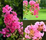 Furush Flower Plant Pink | Lagerstroemia Indica | Heavy Blooming Ornamental Shrub