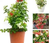 Madhobilota Creeper Plant | White to Red Fragrant Flowers | Fast Growing Flowering Vine Creeper Plant | White to Red Fragrant Flowers | Fast Growing Flowering Vine