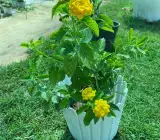 Yellow Lantana Flower Plant | Bright Cluster Blooms | Butterfly Attracting Garden Plant