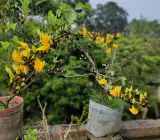 Yellow Butea Monosperma | Rare Yellow Palash Plant | Grafted Flowering Tree