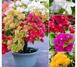 Multi Colour Bougainvillea (5/6 Color Grafted) | Premium Bonsai Flowering Plant