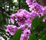 Purple Furush Flowering Plant | Lagerstroemia Speciosa | Queen’s Crape Myrtle