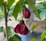 Red Lantern Hibiscus Plant | Deep Crimson Chinese Lantern Flower | Abutilon Ornamental Shrub