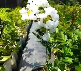White Furush Flower Plant | Snow-White Crape Myrtle | Outdoor Flowering Shrub