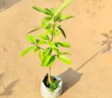 Hari Champa Plant | Golden Yellow Fragrant Flowers | Premium Garden Plant