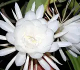 Brahma Kamal Plant | Night Blooming Queen of the Night | Sacred White Flower