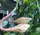 Brahma Kamal Plant | Night Blooming Queen of the Night | Sacred White Flower