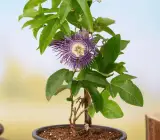 Purple Passion Flower Plant | Exotic Passiflora Vine | Ornamental Climber