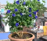 Double Petal Nilkantha Plant | Royal Blue Aparajita | Clitoria Ternatea