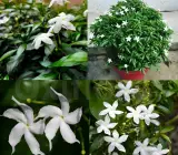 Plastic Tagar Plant | Pinwheel White Crape Jasmine | Evergreen Flowering Plant
