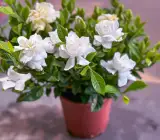 Scented Tagar Plant | Double Petal Gardenia | Pure White Fragrant Flower