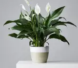 Peace Lily Plant | Air Purifying Indoor Flower Plant | Spathiphyllum