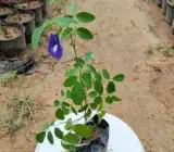 Nilkantha Flower Plant | Single Blue Aparajita | Clitoria Ternatea