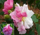 Sthal Padma Plant | Soft Pink Cotton Rose | Double Petal Hibiscus Mutabilis