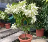 White Mussaenda Plant | Creamy-White Bangkok Rose | Ornamental Garden Shrub