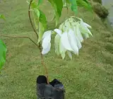 White Mussaenda Plant | Creamy-White Bangkok Rose | Ornamental Garden Shrub