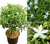 Plastic Tagar Plant | Pinwheel White Crape Jasmine | Evergreen Flowering Plant