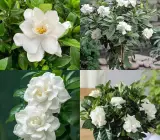 Raaj Tagar Plant | Double Petal Gardenia | Premium White Fragrant Flower