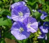 Jacquemontia Flower Plant | Sky Blue Cluster Vine | Ornamental Climber
