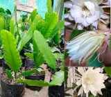 Brahma Kamal Plant | Night Blooming Queen of the Night | Sacred White Flower