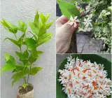 Coral Jasmine Plant | Parijat Flower | Night Blooming Sacred Plant