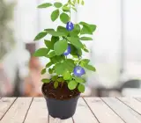 Nilkantha Flower Plant | Single Blue Aparajita | Clitoria Ternatea