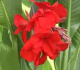 Dwarf Red Canna Lily | Scarlet Red Canna Flower Plant