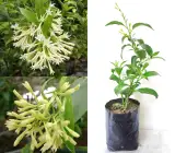 Hasnuhana Plant | Night Jasmine | Strong Fragrance Flower Plant