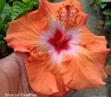 Austrian Orange–Red Center Hibiscus | Premium Flowering Plant