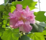 Sthal Padma Plant | Soft Pink Cotton Rose | Double Petal Hibiscus Mutabilis