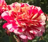 Abracadabra Rose | Rare Striped Grafted Rose Plant