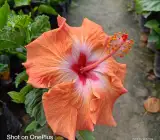 Austrian Orange–Red Center Hibiscus | Premium Flowering Plant