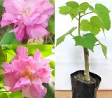 Sthal Padma Plant | Soft Pink Cotton Rose | Double Petal Hibiscus Mutabilis