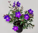 Begum Bahar Plant | Lagerstroemia Speciosa | Pink–Lavender Flowering Tree