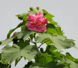 Sthal Padma Plant | Soft Pink Cotton Rose | Double Petal Hibiscus Mutabilis