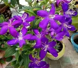 Begum Bahar Plant | Lagerstroemia Speciosa | Pink–Lavender Flowering Tree