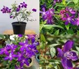 Begum Bahar Plant | Lagerstroemia Speciosa | Pink–Lavender Flowering Tree