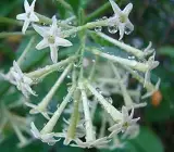 Hasnuhana Plant | Night Jasmine | Strong Fragrance Flower Plant